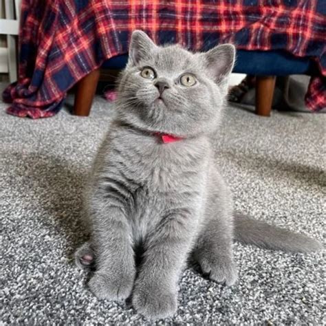 british shorthair los angeles|british shorthair breeders los angeles.